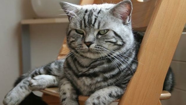 Um so eine britische Kurzhaar-Katze ging es in dem Prozess (Symbolfoto) (Bild: ARCHIV)