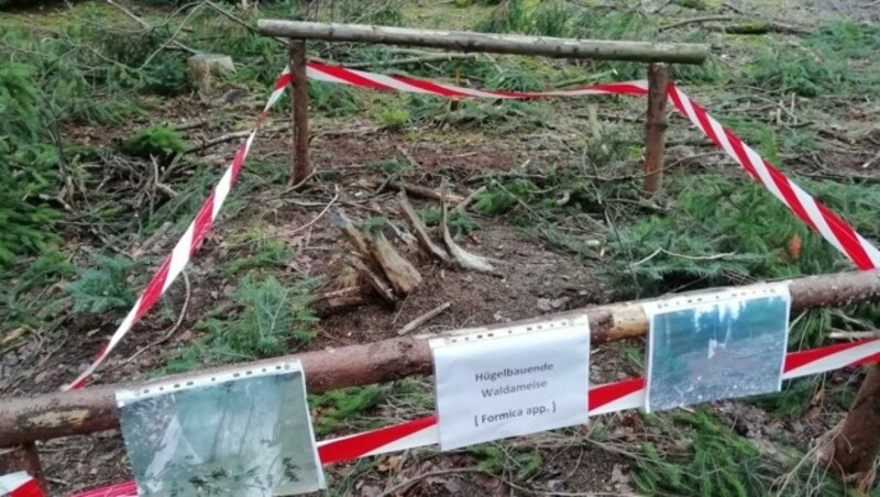 In Peterskirchen behindert ein Ameisenhügel die Arbeiten für die 110-kV-Leitung. Es könnte sogar zum Baustopp kommen. (Bild: ZVG)