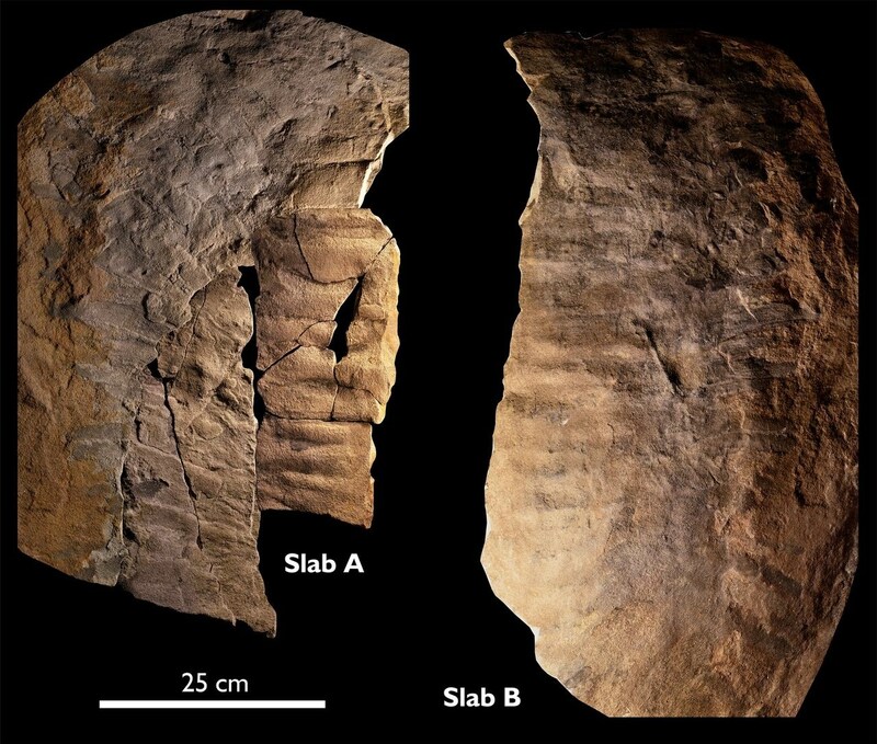 Das entdeckte Fossil lässt auf eine enorme Größes des Tiers schließen. (Bild: Journal of the Geological Society)