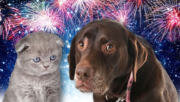 For pets, New Year's Eve fireworks are often associated with a lot of stress. (Bild: stock.adobe.com, Krone KREATIV)