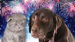 Für Haustiere ist die Silvester-Knallerei oft mit viel Stress verbunden. (Bild: stock.adobe.com, Krone KREATIV)