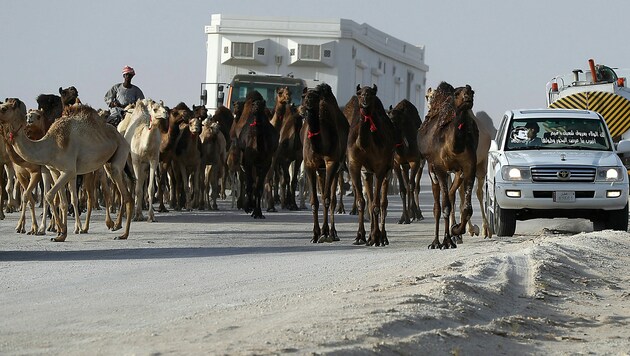Kamelherde an der Grenze zwischen Saudi-Arabien und Katar (Bild: AFP)