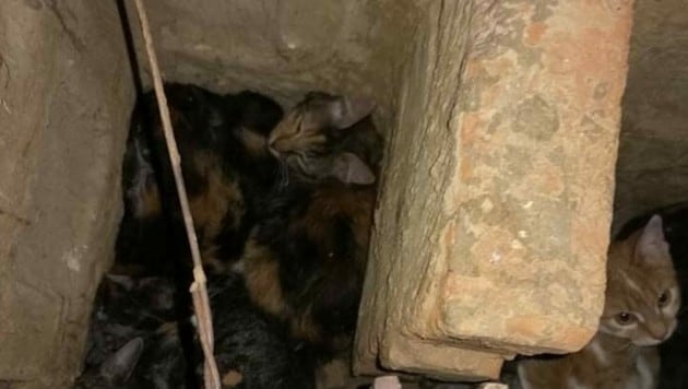 Katzen in einem Schacht (Bild: Aktiver Tierschutz)