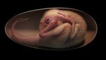Der Embryo befand sich offenbar kurz vor dem Schlüpfen. (Bild: AFP/University of Birmingham/Lida Xing)