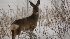 Glücklich auf drei Beinen: Rehkitz „Pü-Reh“ kann dank dem Tierparadies Schabenreith sein junges Leben wieder völlig genießen. (Bild: Tierparadies Schabenreith | Hofner)