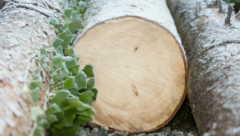 Bei Alexander ist der Zuwachs an Wald zum Glück immer noch größer als die Ernte. (Bild: Mathis Fotografie)