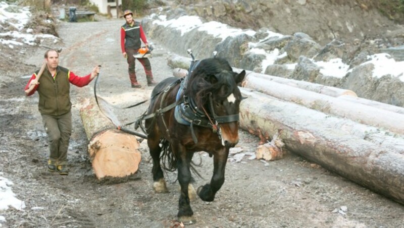 Alexander Kopf und einer seiner Noriker beim Holzrücken. (Bild: Mathis Fotografie)