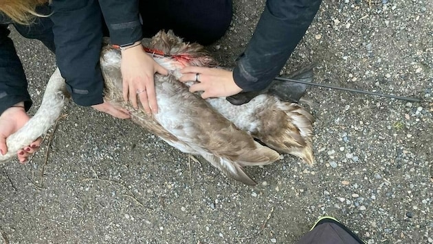 Ein bislang unbekannter Täter dürfte auf das Tier mit einem Pfeil geschossen haben. (Bild: Landespolizeidirektion Wien)