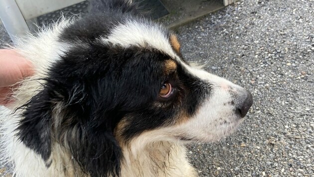 Dieser Border Collie wurde aus dem Bach gerettet (Bild: LPD Stmk)