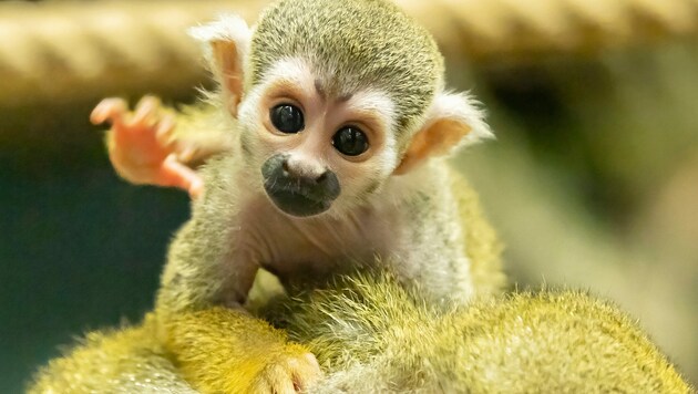 Nun darf man die Tiere doch wieder beim Namen nennen - außer wenn es um „Marketing“ geht. (Bild: APA/DANIEL ZUPANC)