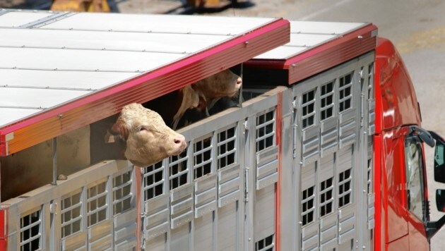 Weltweit leiden täglich Millionen von Schlachttieren. (Bild: G. Paun)