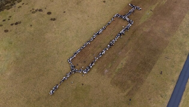 700 Schafe und Ziege bildeten eine rund 100 Meter große Spritze. (Bild: APA/dpa/Philipp Schulze)