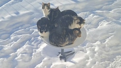Die Starlink-Antenne wird im Winter beheizt, damit kein Schnee den Empfang trübt. Das wissen auch diese Katzen zu schätzen. (Bild: twitter.com/Tippen22)