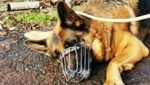 Der Schäferhund wurde seinem Besitzer abgenommen. (Bild: Aktiver Tierschutz Austria)