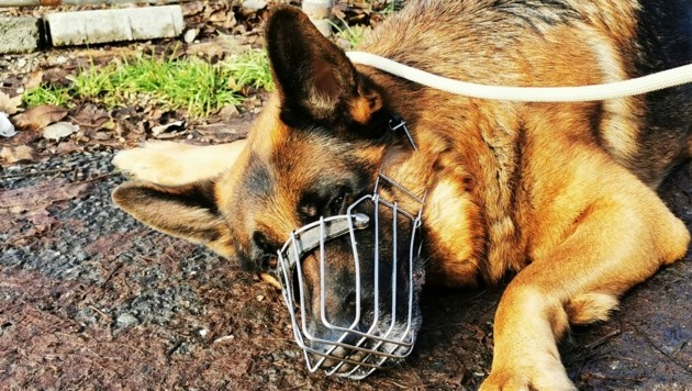 Dieser arme Schäferhund wurde seinem Besitzer abgenommen. (Bild: Aktiver Tierschutz Austria)