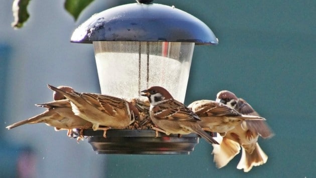 Sperlinge lassen sich durch Futterstellen besonders leicht anlocken und verwöhnen (Bild: Birdlife)