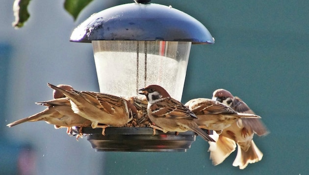 Sperlinge lassen sich durch Futterstellen besonders leicht anlocken und verwöhnen (Bild: Birdlife)