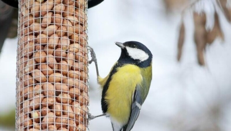 Die Kohlmeise freut sich im Winter über einen Extra-Happen (Bild: Birdlife)