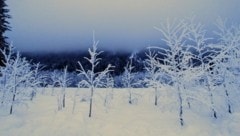 In der kalten Jahreszeit verwandelt sich die Landschaft in einen echten Zaubergarten (Bild: Rubina Bergauer)