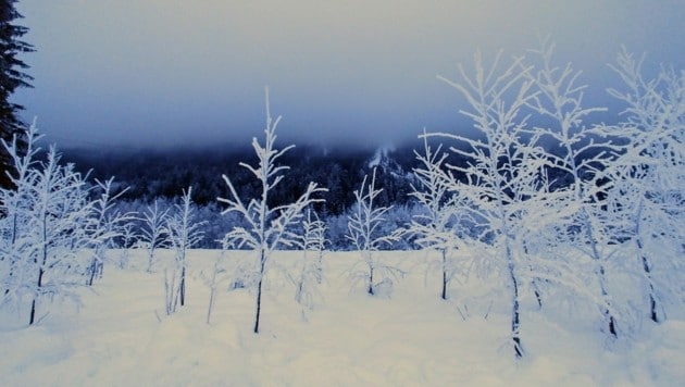 In der kalten Jahreszeit verwandelt sich die Landschaft in einen echten Zaubergarten (Bild: Rubina Bergauer)