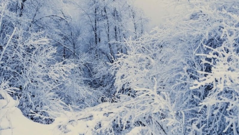 Die Schönheit des Winters liegt oft im Detail (Bild: Rubina Bergauer)