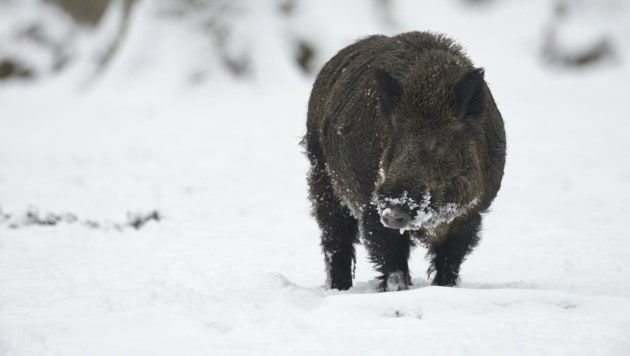 Wildschweine werden auch Schwarzkittel genannt. Im Bezirk Perg gab es ein Jagd-Drama. (Bild: Michael Breuer)