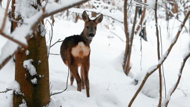 Von Hunden im tiefen Schnee gejagt zu werden, kann für Rehe tödlich enden - auch wenn sie nicht gefasst werden. (Bild: Kronen Zeitung (Symbolbild))