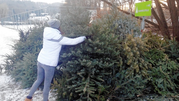 There are collection points for Christmas trees in the city of Graz and in many Styrian municipalities. (Bild: Kronenzeitung)