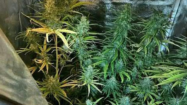 Die Polizisten fanden in der Wohnung Rauchgranaten und Leuchtfackeln, eine kleine Pflanzung Marihuanastauden, abgepacktes „Gras“ und eine kleine Menge Kokain. (Bild: APA/LPD WIEN, Krone KREATIV)