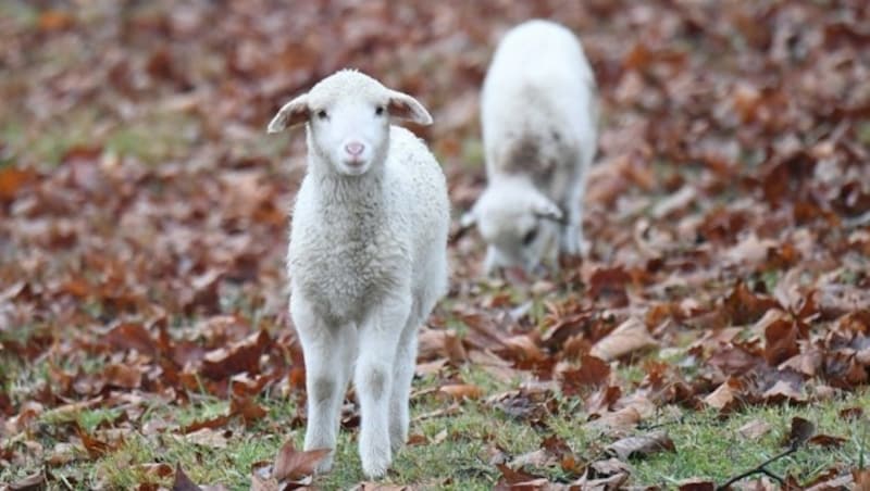 Die Menschen der Kupferzeit hielten bereits Nutztiere wie Schafe oder Ziegen. Fleisch stand aber eher selten am Speiseplan. (Bild: P. Huber)