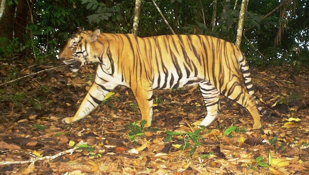 Tiger-Attacken auf Menschen sind selten und ereignen sich meistens in Regionen, wo Menschen in den Lebensraum der Tiere vordringen. (Bild: AFP/Malaysian Conservation Alliance)