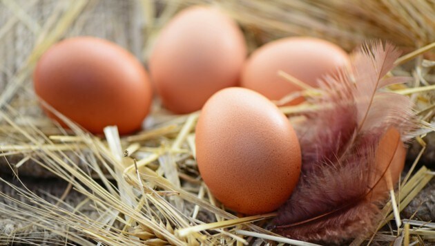 Dauert die wegen der Seuche verordnete Stallpflicht länger als 16 Wochen, dürfen die dort gelegten Eier nur als Eier aus Bodenhaltung verkauft werden. (Bild: photocrew/stock.adobe.com)