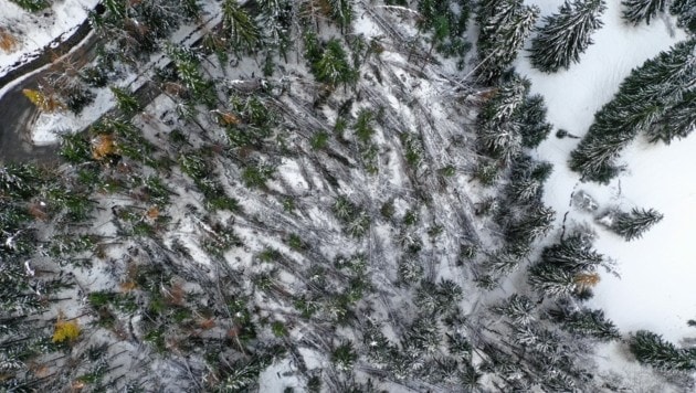 Im Bereich zwischen Klagenfurt und dem Lesachtal hat der Schnee zahlreiche Bäume umstürzen lassen. (Bild: Peter Maier)