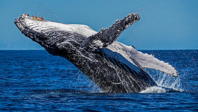 Beim Zusammenstoß seines Bootes mit einem Wal (Symbolbild) vor der Küste Australiens ist ein Mann ums Leben gekommen. (Bild: © Paul Hilton / Greenpeace)