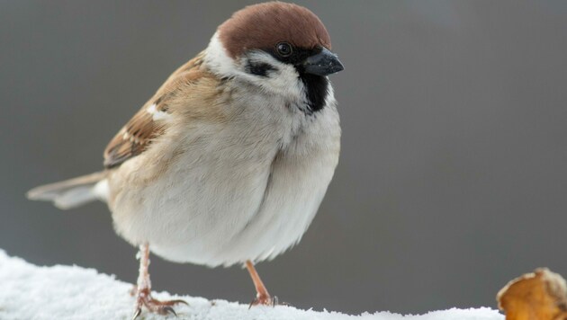 Der Feldsperling - auch Feldspatz genannt - war bei der aktuellen Winterzählung von BirdLife der meist beobachtete Vogel in Kärnten. (Bild: Hendrik Fuchs)