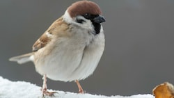 Der Feldsperling - auch Feldspatz genannt - war bei der aktuellen Winterzählung von BirdLife der meist beobachtete Vogel in Kärnten. (Bild: Hendrik Fuchs)