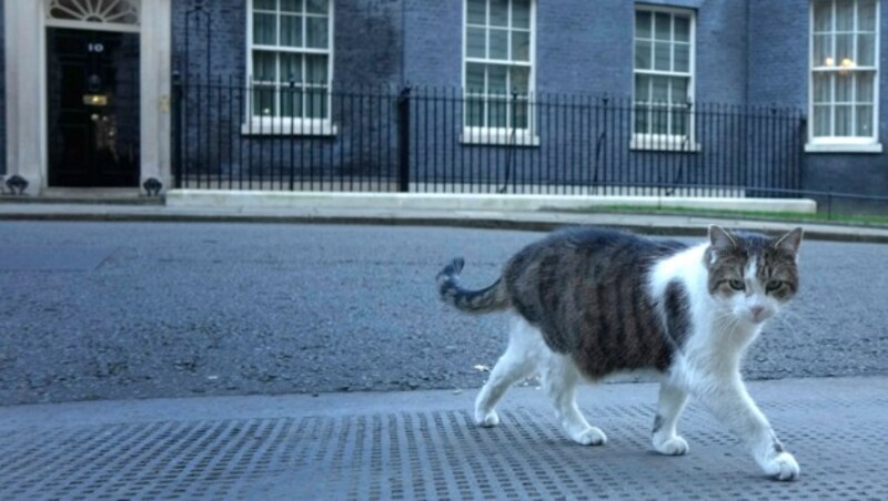 In der Downing Street, hier mit Kater „Larry“ im Vordergrund, soll es trotz Corona-Auflagen einige Male recht feuchtfröhlich zugegangen sein ... (Bild: AP)