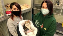 Eine Notoperation rettete der wenige Monate alten „Avina“ das Leben. Ihre Betreuerinnen hoffen, dass die arme Katze bald wieder sehen kann. (Bild: Tierheim Krems)
