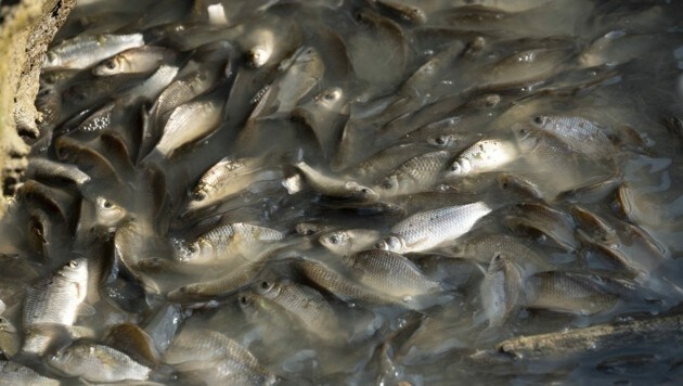 Lobau: Fische verenden in versiegenden Tmpeln (Bild: Kurt Kracher)