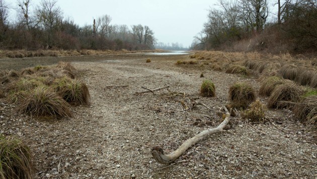 Lobau: Schwadorfer Rinne (Bild: Kurt Kracher)