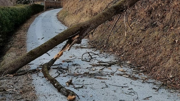Umgestürzter Baum in Gimplach (Bild: FF Gimplach)