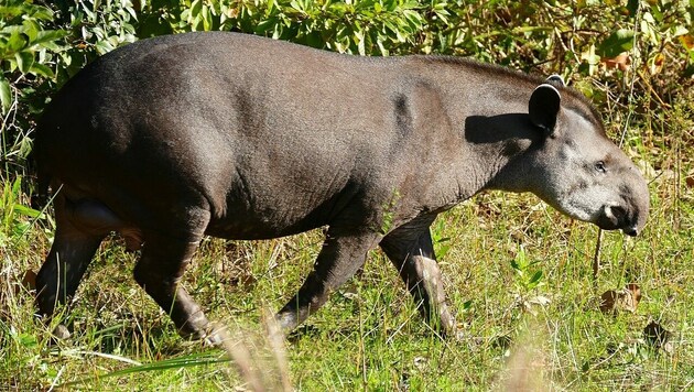 Tapire drohen auszusterben - auch weil sie sich so langsam vermehren. (Bild: Wikipedia/Bernard Dupont (CC BY-SA 2.0))