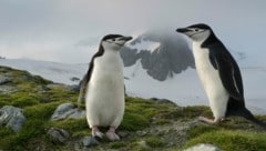 Pinguine auf Elephant Island in der Antarktis (Bild: © Christian Åslund / Greenpeace)