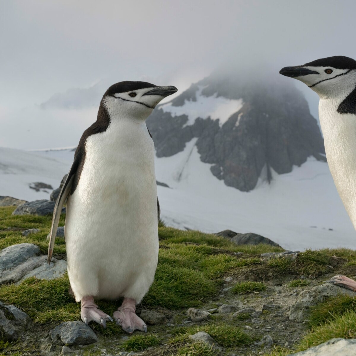 Zum „Awareness Day“ - Pinguine: Verschwindet das Eis, ertrinken Küken