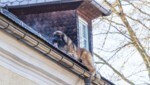 Das Tier war offenbar zuvor durch ein Dachfenster auf die Dachschräge geklettert. (Bild: Hermann Kollinger)