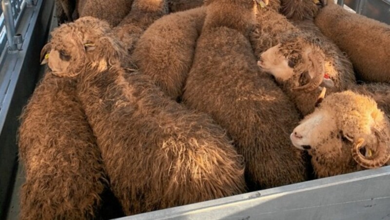 2023 sollten solche Bilder der Vergangenheit angehören! Doch grausame Tiertransporte werden nicht abgeschafft. (Bild: Vier Pfoten/ARCA)