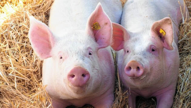 4500 Schweinebauern gibt es alleine in Niederösterreich. Noch. (Bild: Gabriele Moser)