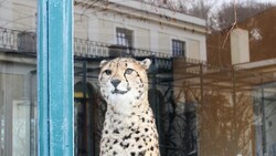 Dieser Gepard hat einen wunderschönen Ausblick auf das historische Affenhaus (Spiegelung) im Tiergarten Schönbrunn. (Bild: Miriam Krammer)