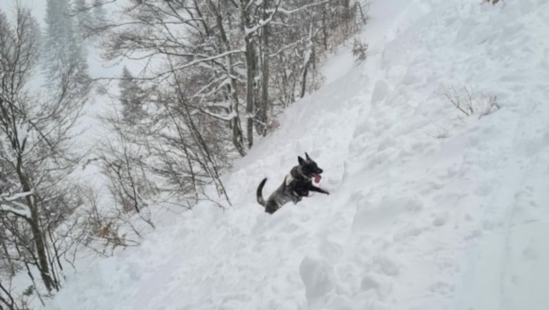 Lawinensuchhund „Harley“ im Einsatz (Bild: Bergrettung Steiermark)