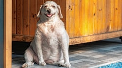 In Wien leidet bereits jedes fünfte Haustier an Fettleibigkeit. (Bild: Myshenko Ekaterina)